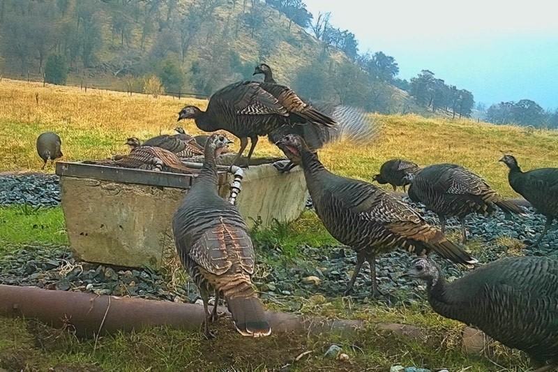 Female turkeys flocking and drinking