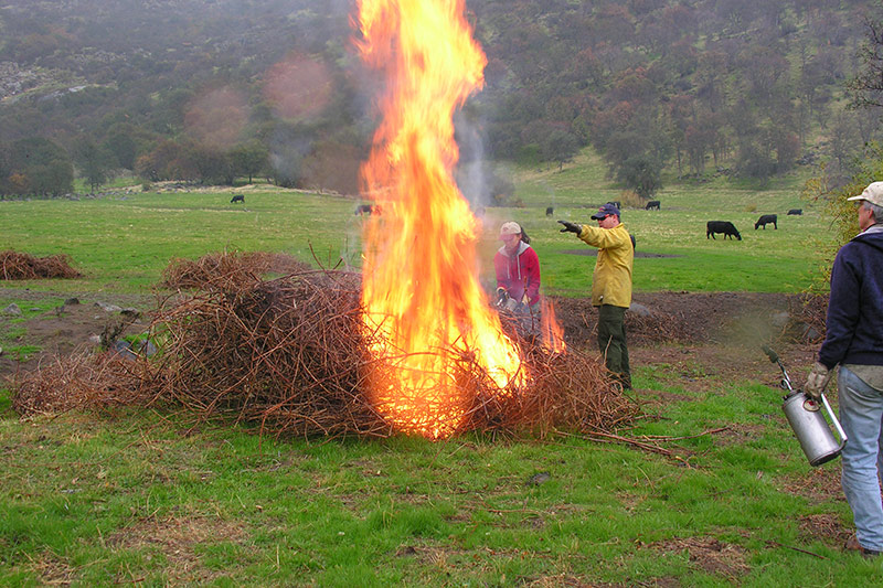 Pile burning on the pasture