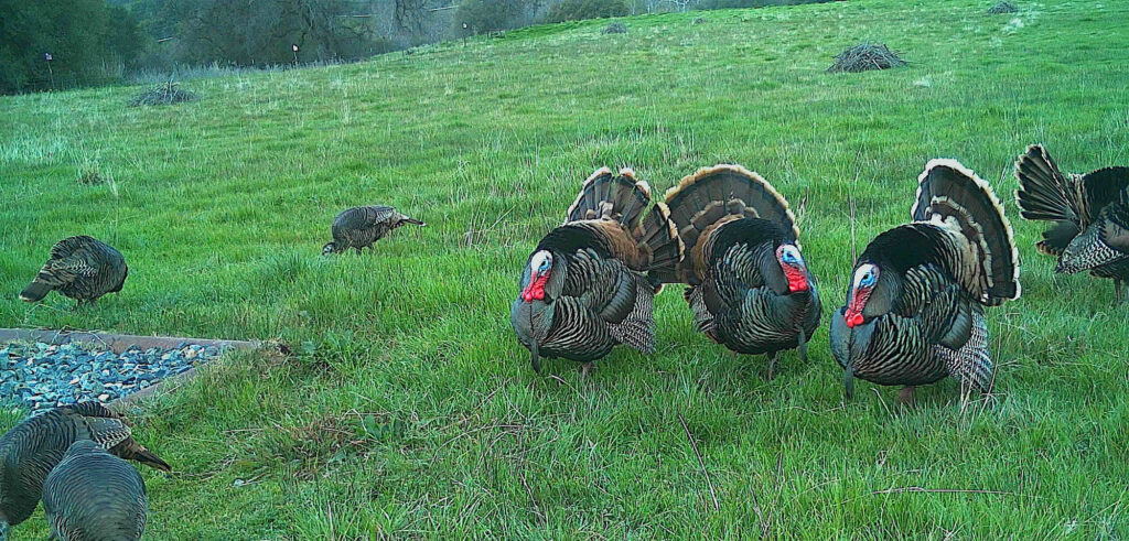 Male turkeys displaying at the trough